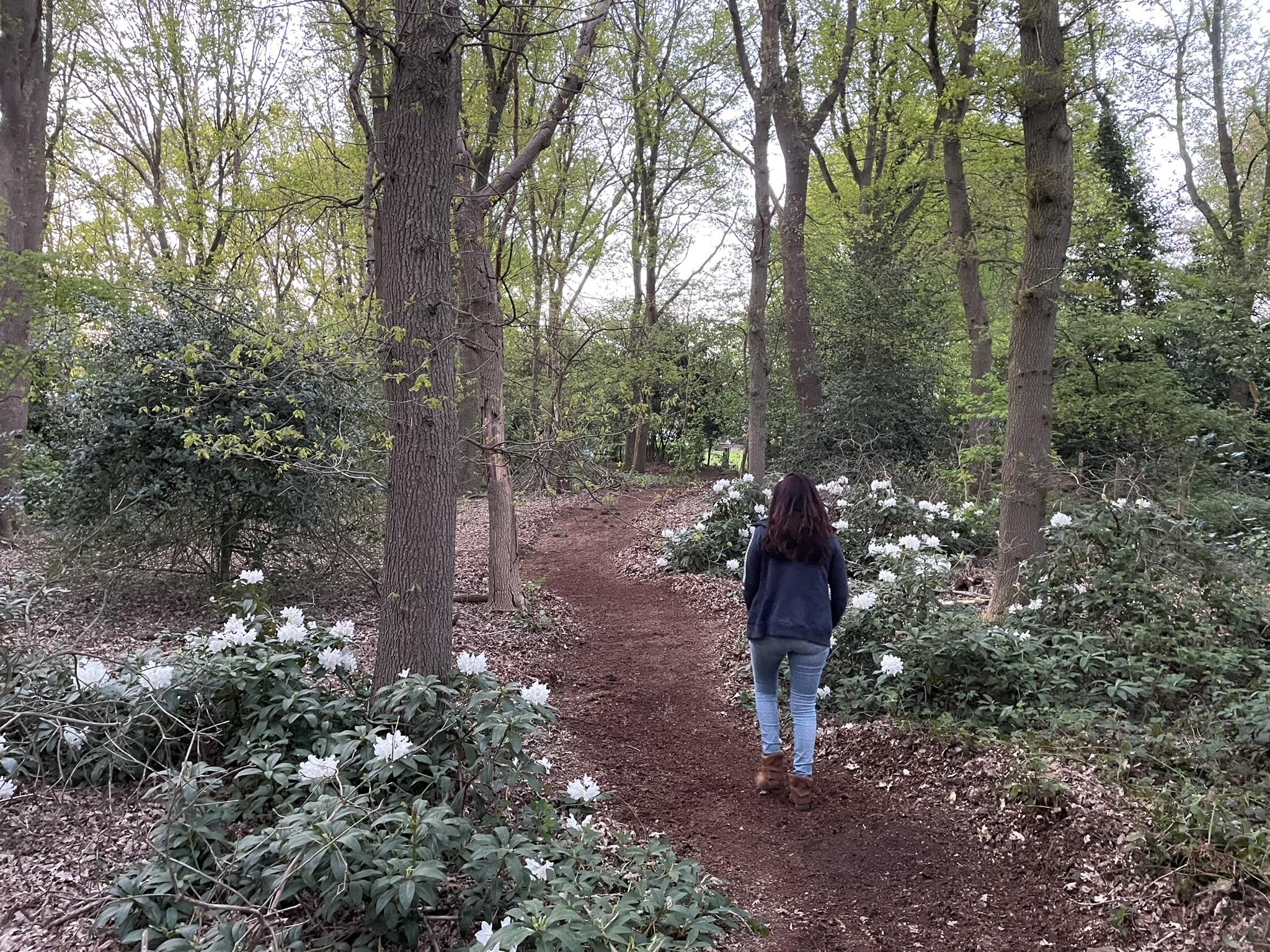 Wandelpad door het bos