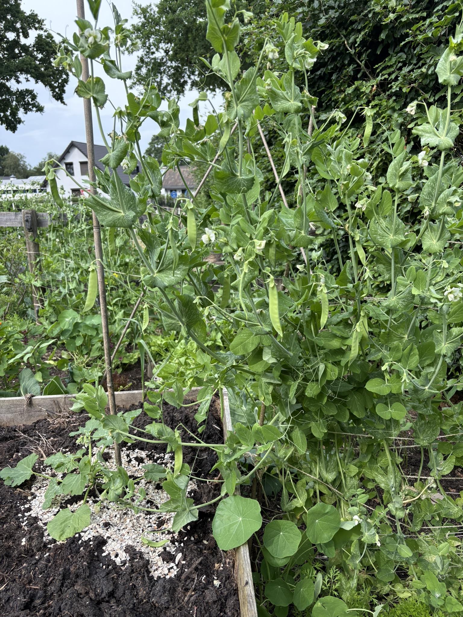 Doperwten uit de moestuin