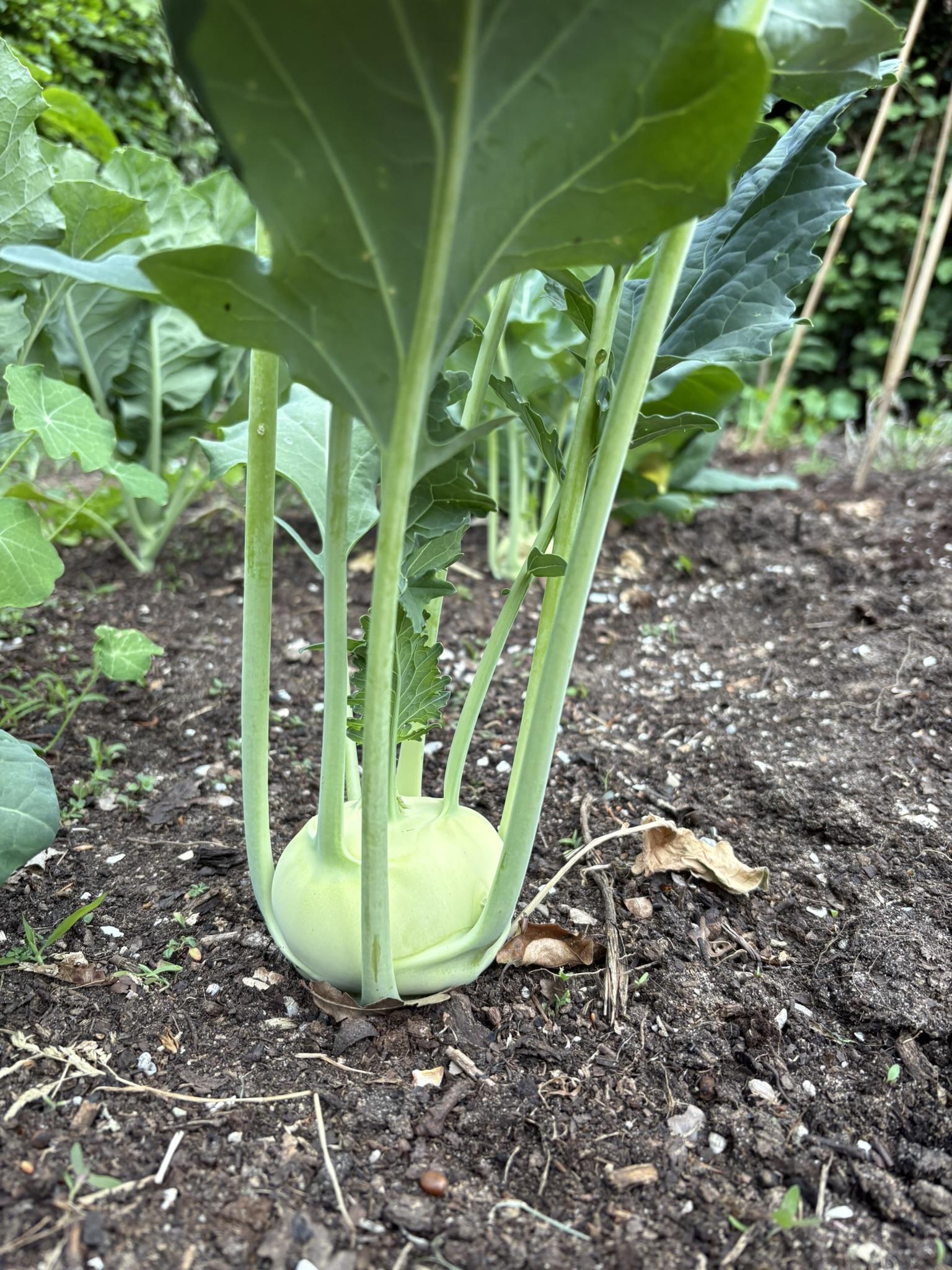 Groente uit de moestuin